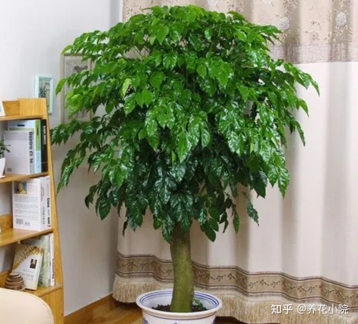 十大客厅风水植物 6种“富贵树”，枝叶繁茂寓意好，适合客厅养