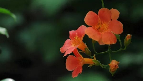 琴叶榕阳台风水 阳台栽上这10种花，居家风水好！