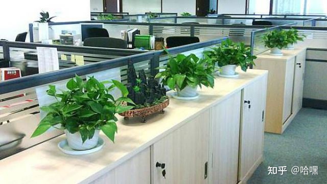办公室放什么植物好养又风水好 办公室绿植的风水讲究