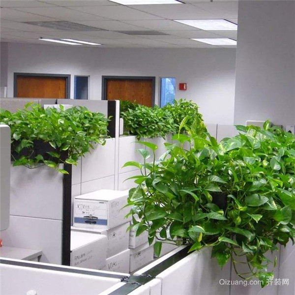 办公室的植物与风水_办公室的植物与风水_办公桌的植物摆放风水