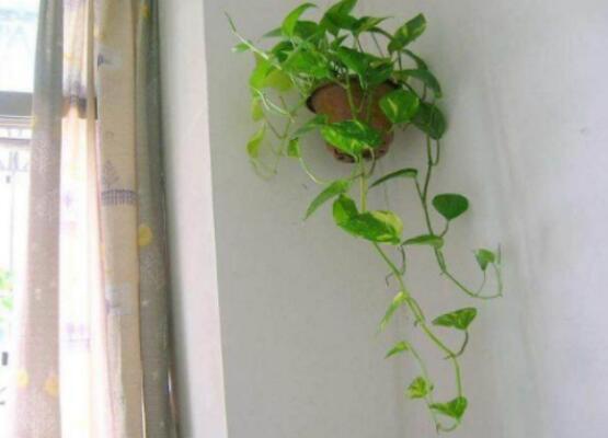 绿萝爬墙风水好不好_室内爬墙植物_植物爬墙风水