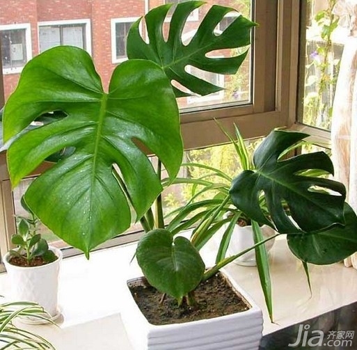 室内植物摆放风水-适合的植物玄关窗口、窗口窗口