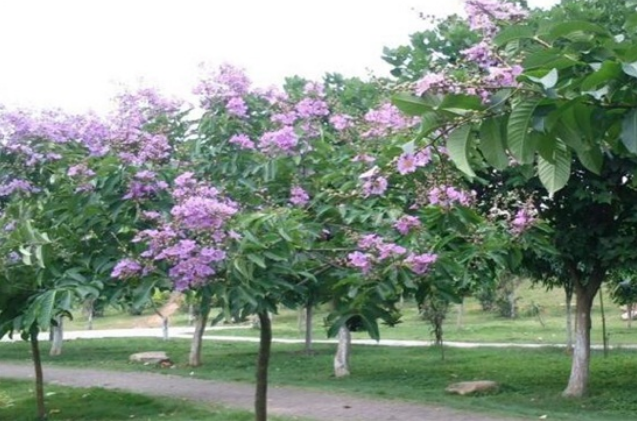 紫薇树在哪里旺风水，放在三处可增强风水作用