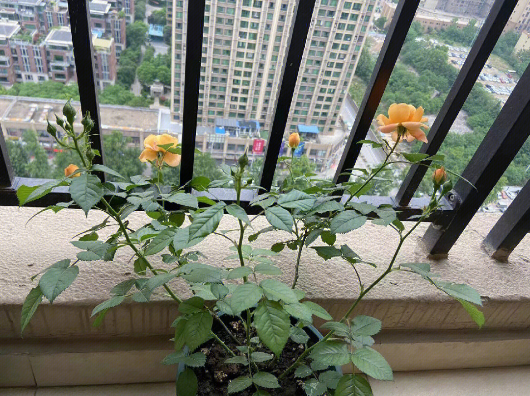 东南阳台适合养什么植物风水好_房间养什么植物好风水_适合室内好养耐寒的植物