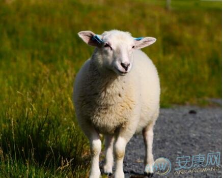 67年属羊的人2023年运程，有你吗？