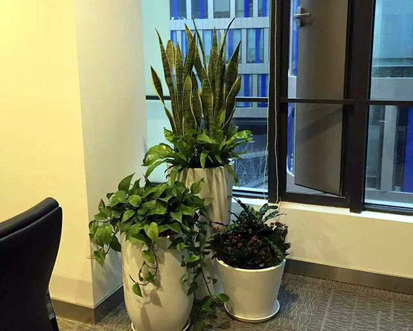 办公室前台放什么植物比较好？步步高升