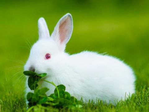 属兔的财运生肖是什么_属兔一生的财运如何_财运兔一生属相是什么