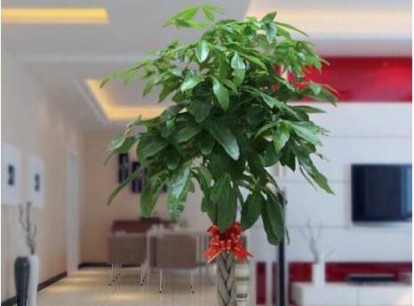 办公室适合摆摇钱树的几种风水植物！