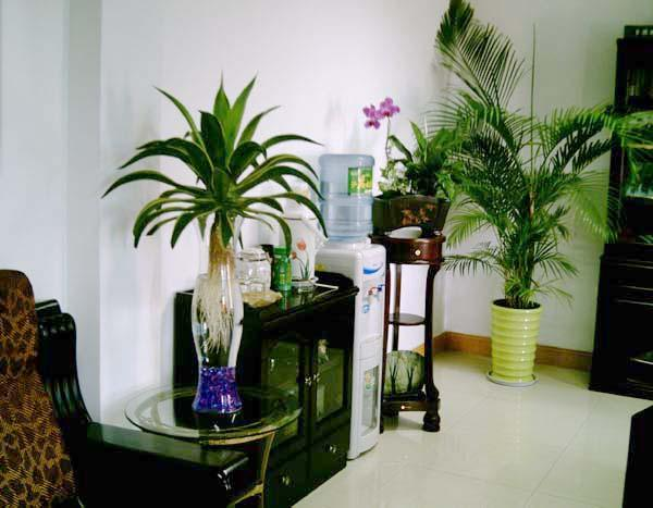 办公室风水植物大全_风水办公室植物_风水学办公室的摆设图