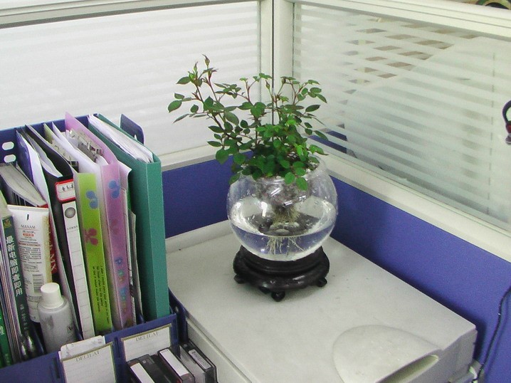 领导办公室放什么植物好，办公桌植物摆放位置哪好