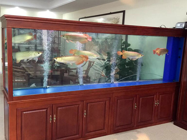 金鱼风水办公室养几条最好_办公室养金鱼放什么位置好_办公室养金鱼的风水