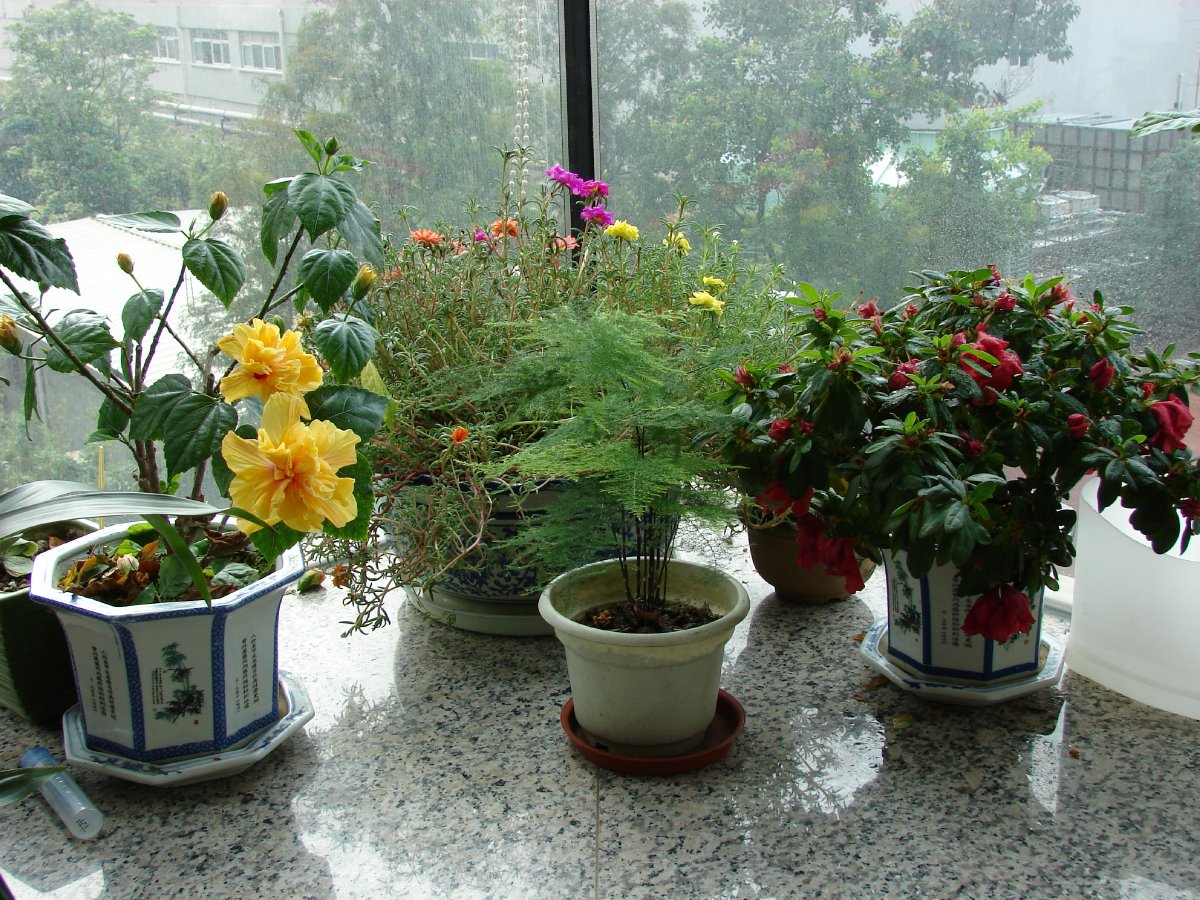 慈世堂：办公室养花风水植物的生克