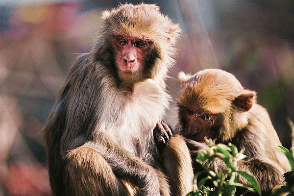 属猴的女人性格和脾气 属猴女人的性格分析和优缺点
